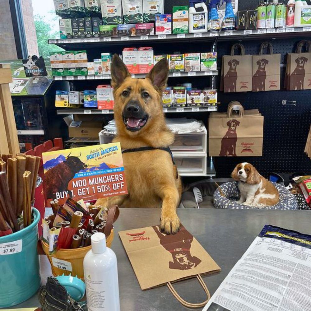 Shepherd Dog behind the register. Affordable pet car with price match guarantee