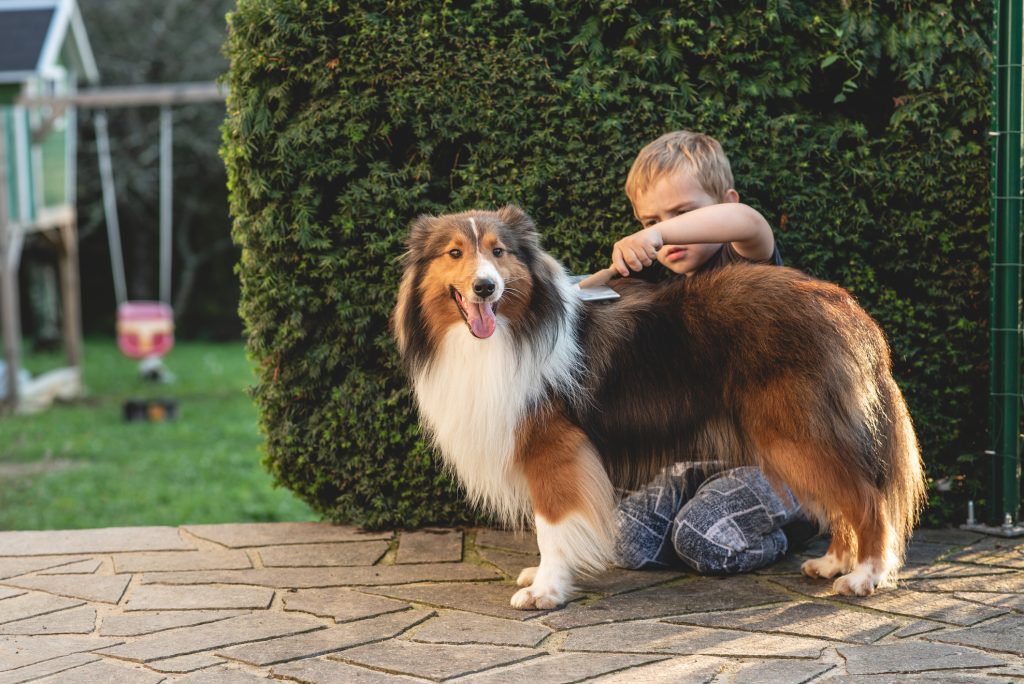 Boy Brushing a Shetland Sheepdogs Hair