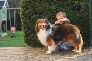 Boy Brushing a Shetland Sheepdogs Hair
