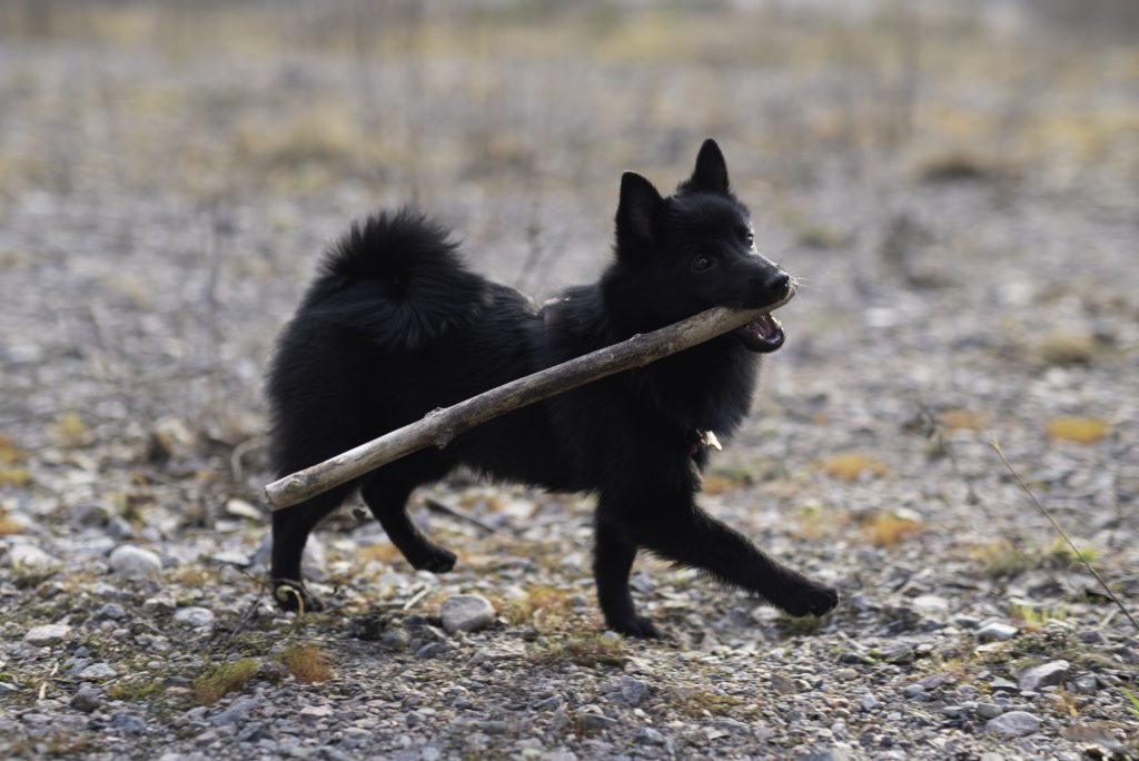 A small black dog walking with a big stick in its mouth. The dog's breed is Schipperke.