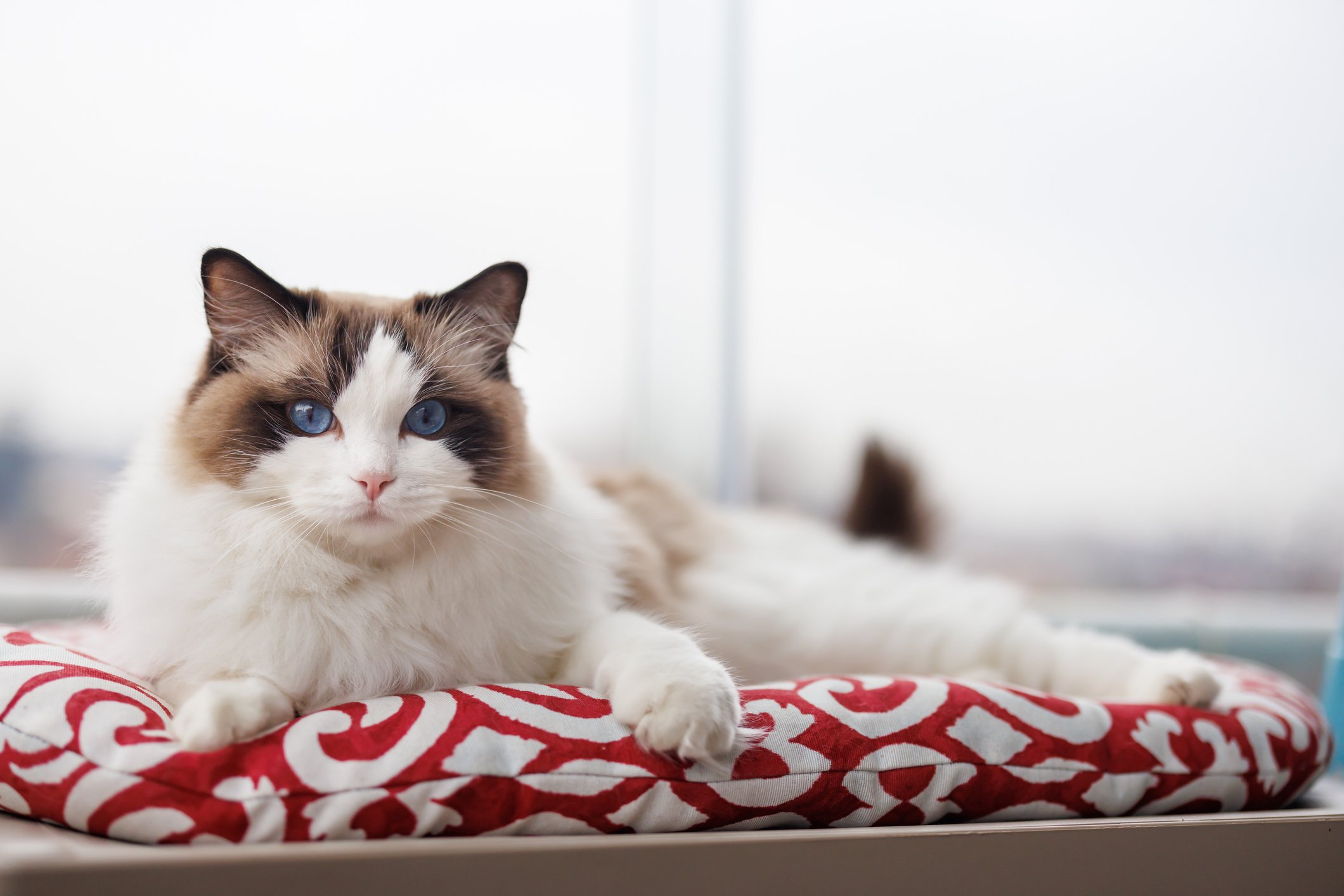 Read more about the article Fall in Love with the Floof: Your Ultimate Ragdoll Cat Breed Guide