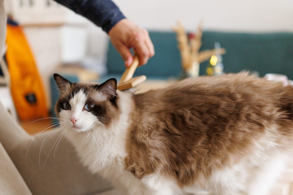 Close-up shot of unrecognizable mature man grooming his beautiful Ragdoll cat breed on armchair at home