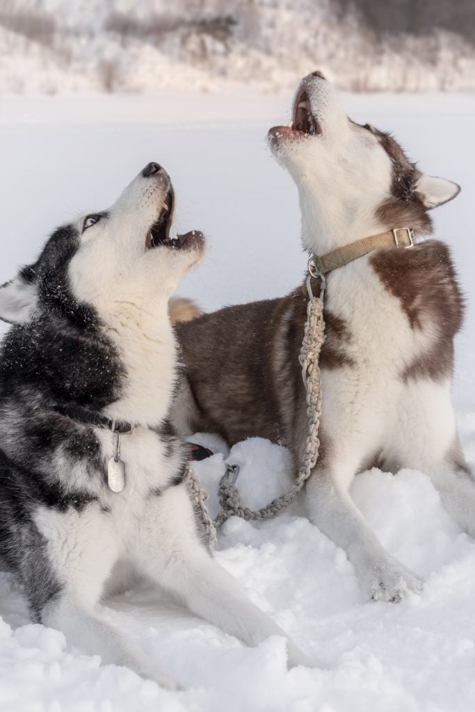 Two husky dogs howl with their faces up. Siberian huskies dogs ie on the snow crying and singing.