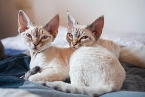 Two adorable Devon Rex Cat Breed kittens snuggle close in bed, their soft and fluffy fur creating a warm and cozy scene