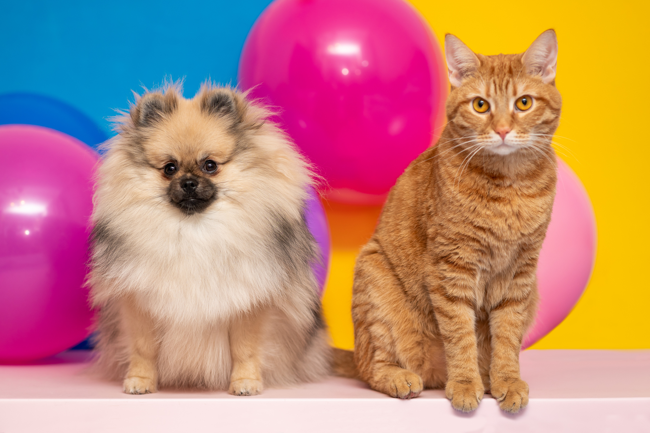 Read more about the article Seeing the World Differently: Are Dogs and Cats Color Blind?