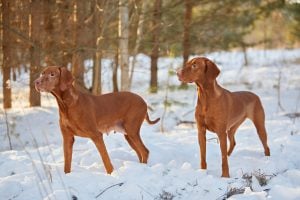 2 Vizsla Dog Breeds in the snow