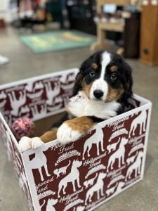 Puppy in a Hollywood Feed Box for Hollywood Feed New Pet Guide