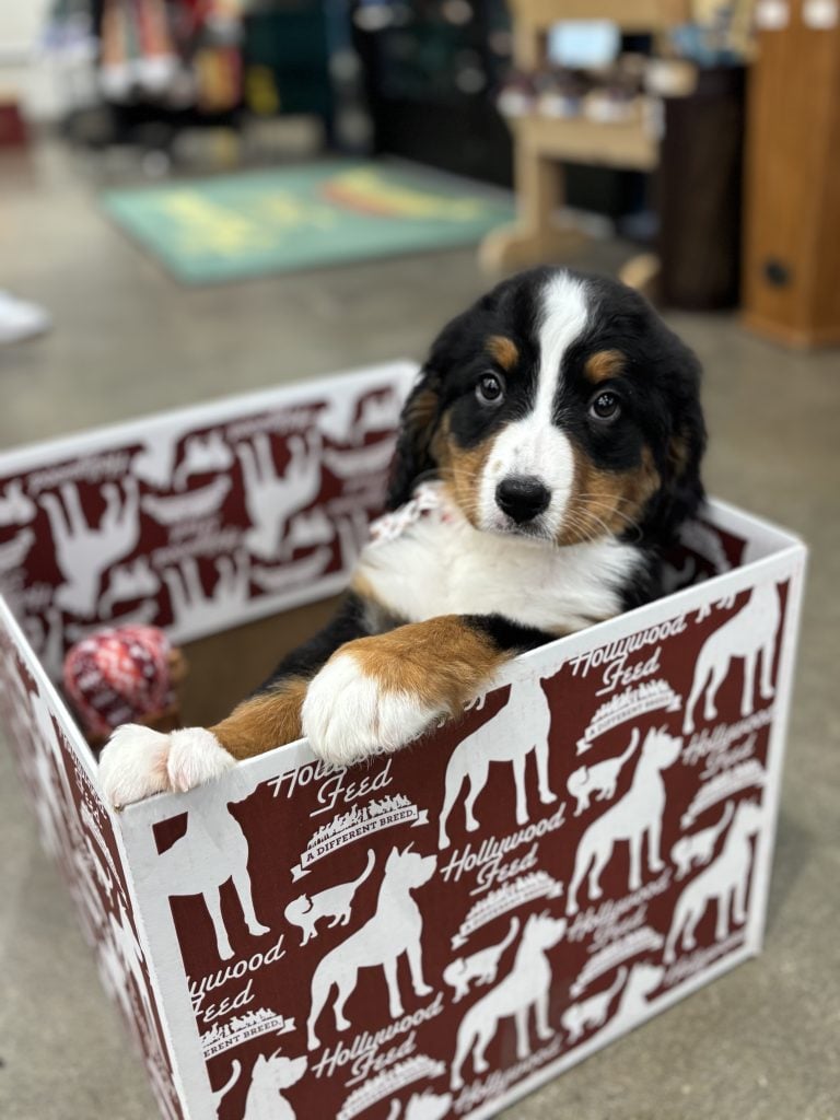 Puppy in a Hollywood Feed Box for Hollywood Feed New Pet Guide