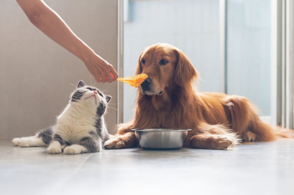 woman holding out Treats for dogs and cats to a Golden Retriever and White and Gray cat