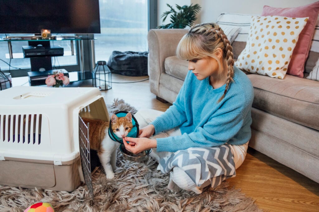 Ginger cat wearing a protective collar getting out of a cat carrier after being injured. His owner is feeding him a piece of dried food/a treat. 