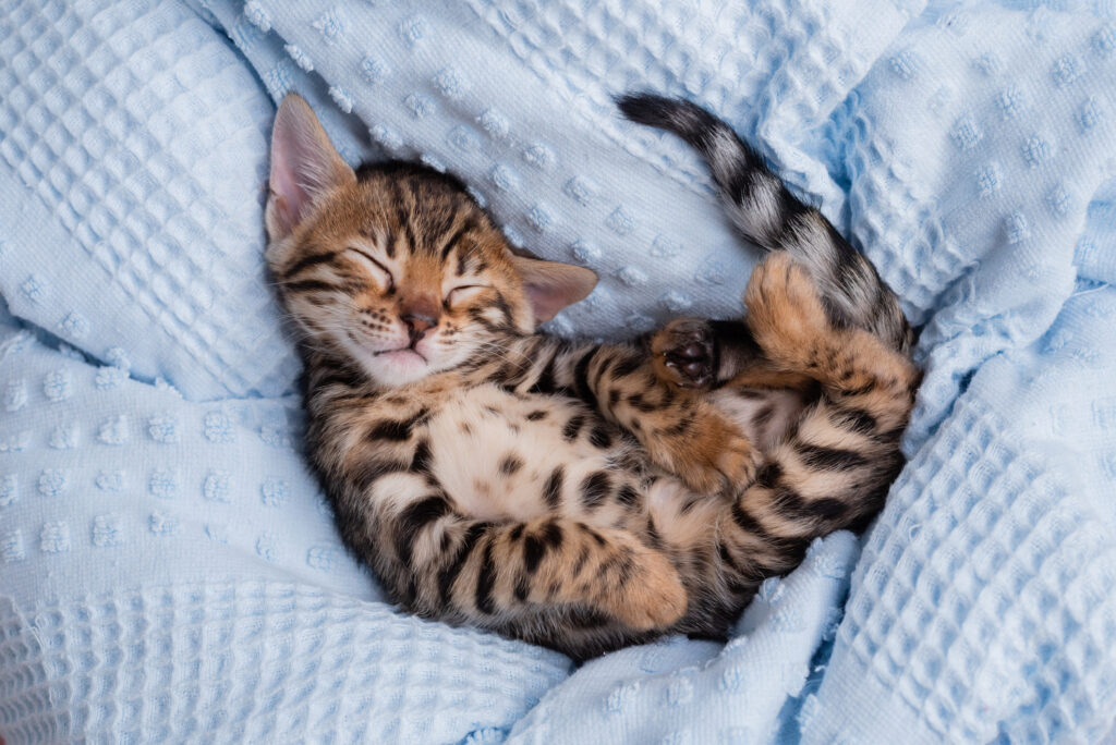 Portrait Of Lovely Bengal Kitten On Bad At Home