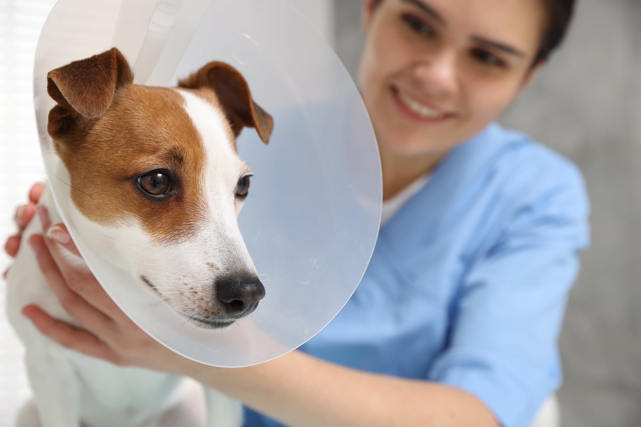 Read more about the article The Pet Parent’s Guide to Affordable Spay and Neuter Resources