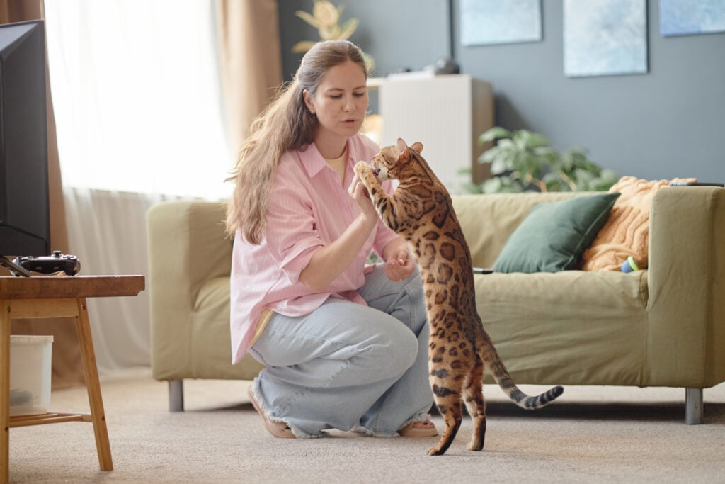 Caucasian young adult woman kneeling on carpet interacting with Bengal cat breed standing on hind legs in living room, woman holding treat while cat reaching up with front paws
