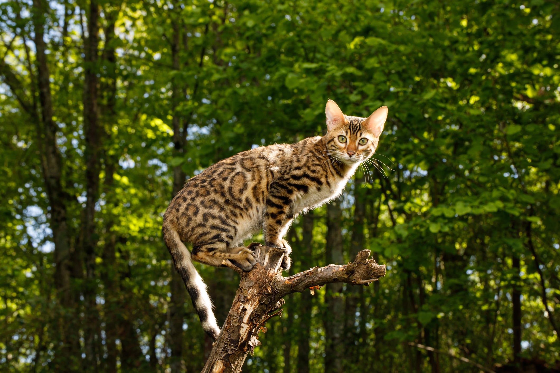 Read more about the article Welcome to the Jungle: Your Ultimate Bengal Cat Breed Guide