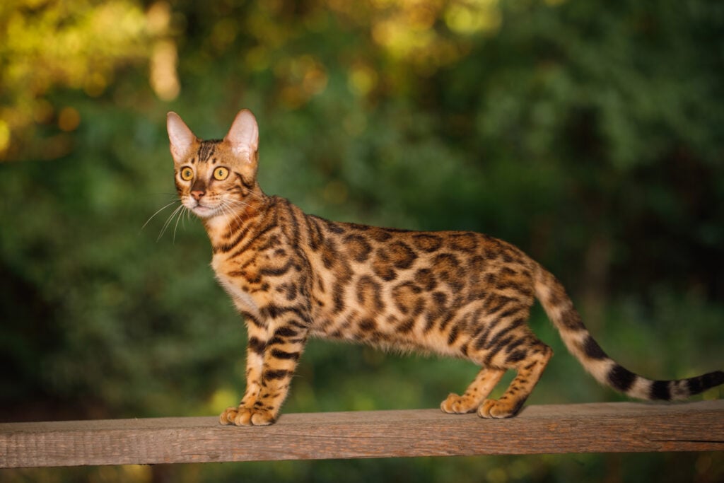 Bengal Cat Breed with gold fur walk on plank outdoor, side view