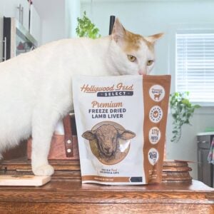 white cat sniffing freeze dried treats