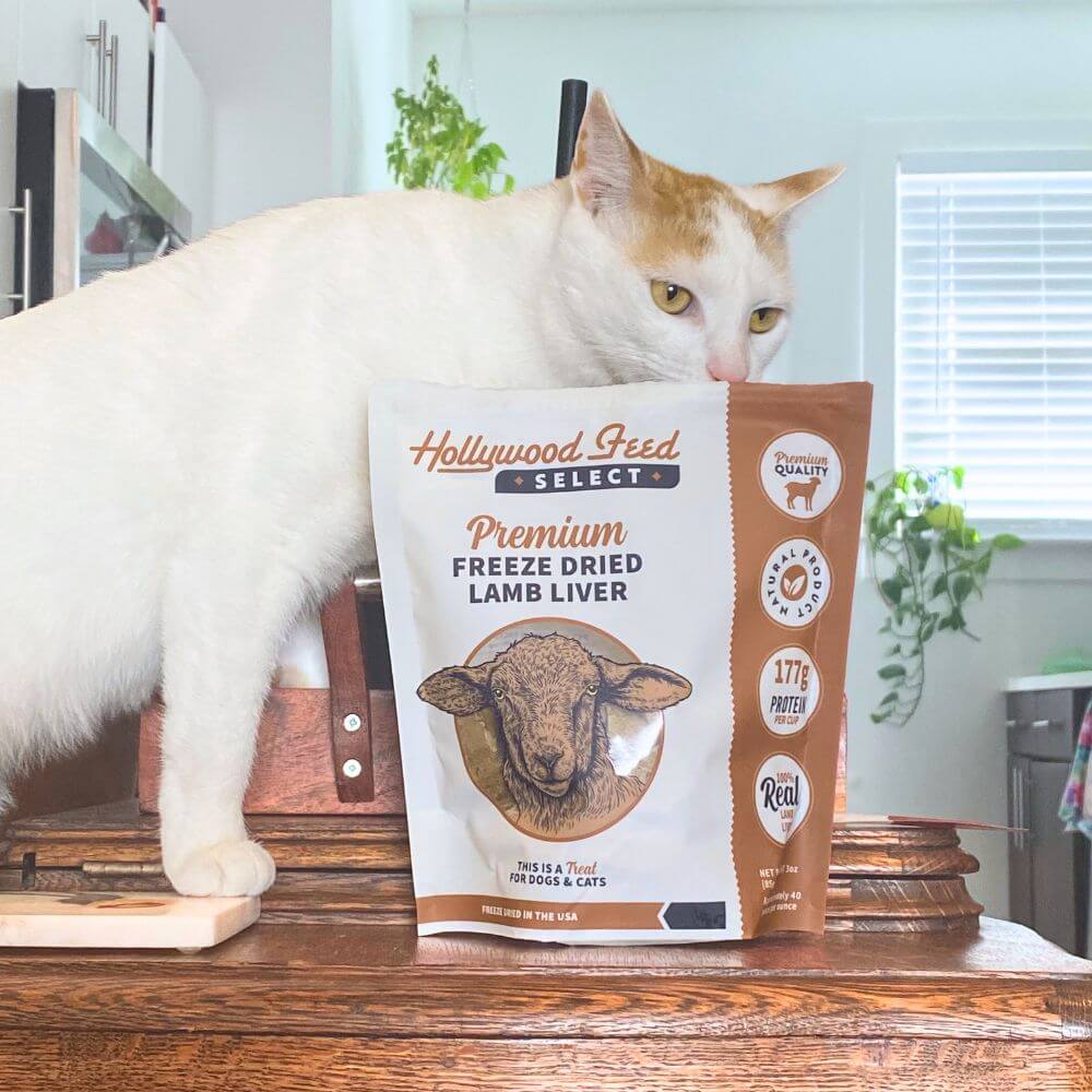 white cat sniffing freeze dried treats