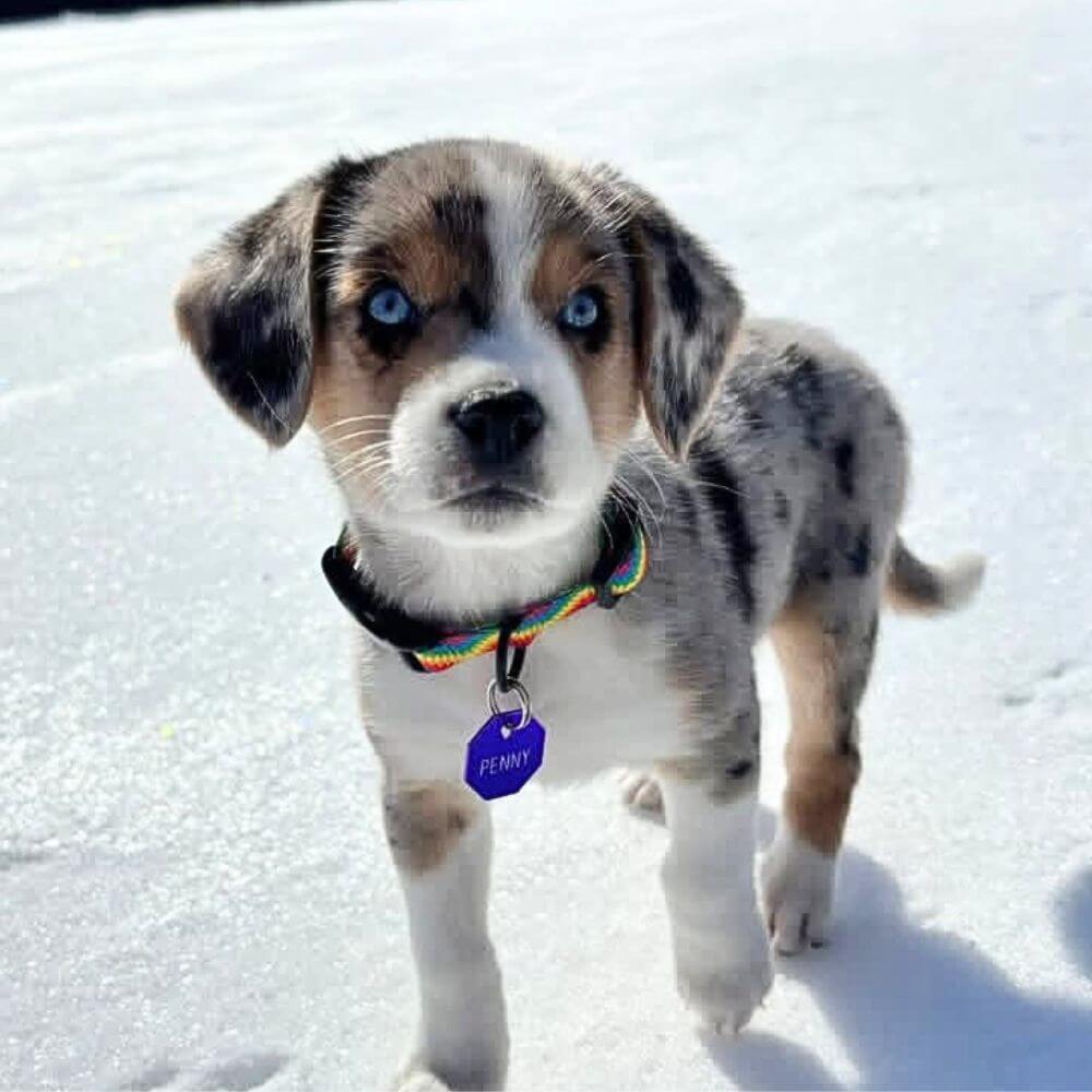 Cute puppy in the snow wearing a colorful dog collar with a blue pet id tag with the name Penny