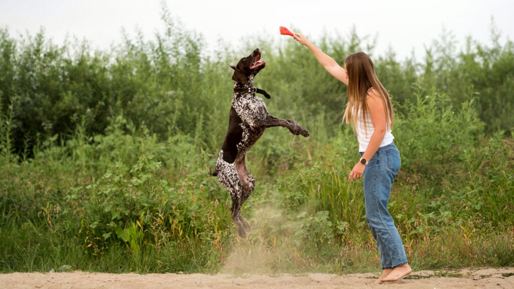 Attractive girl walking the dog. Having fun playing in outdoors. Lovely woman training German Shorthaired Pointer on sandy beach on background of greenery. Concepts of friendship, pets, togetherness