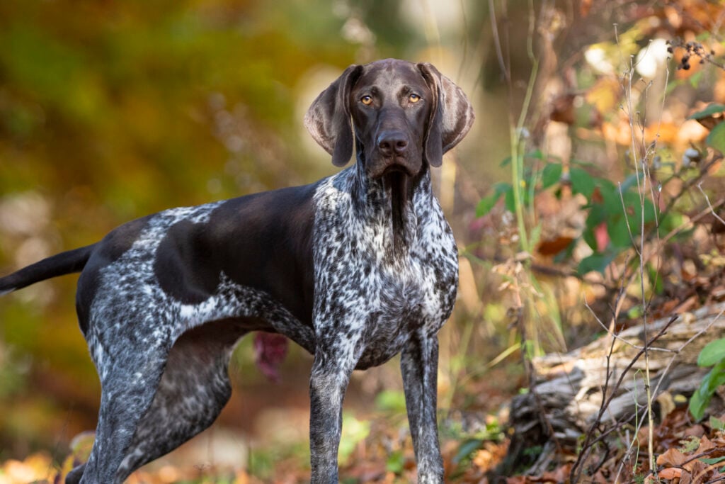 Lovely purebred German Shorthaired Pointer dog puppy seeks further instructions for training in nature.