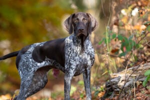 Lovely purebred German Shorthaired Pointer dog puppy seeks further instructions for training in nature.