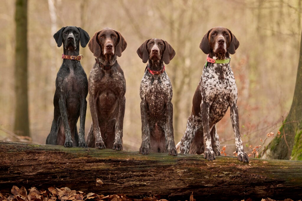 German short-haired pointer dog breed lined up on a log outside