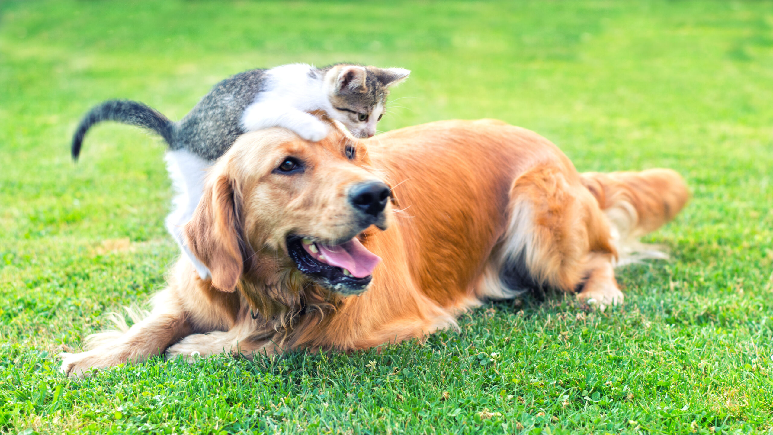 Read more about the article A Vet’s Take on Spay & Neuter