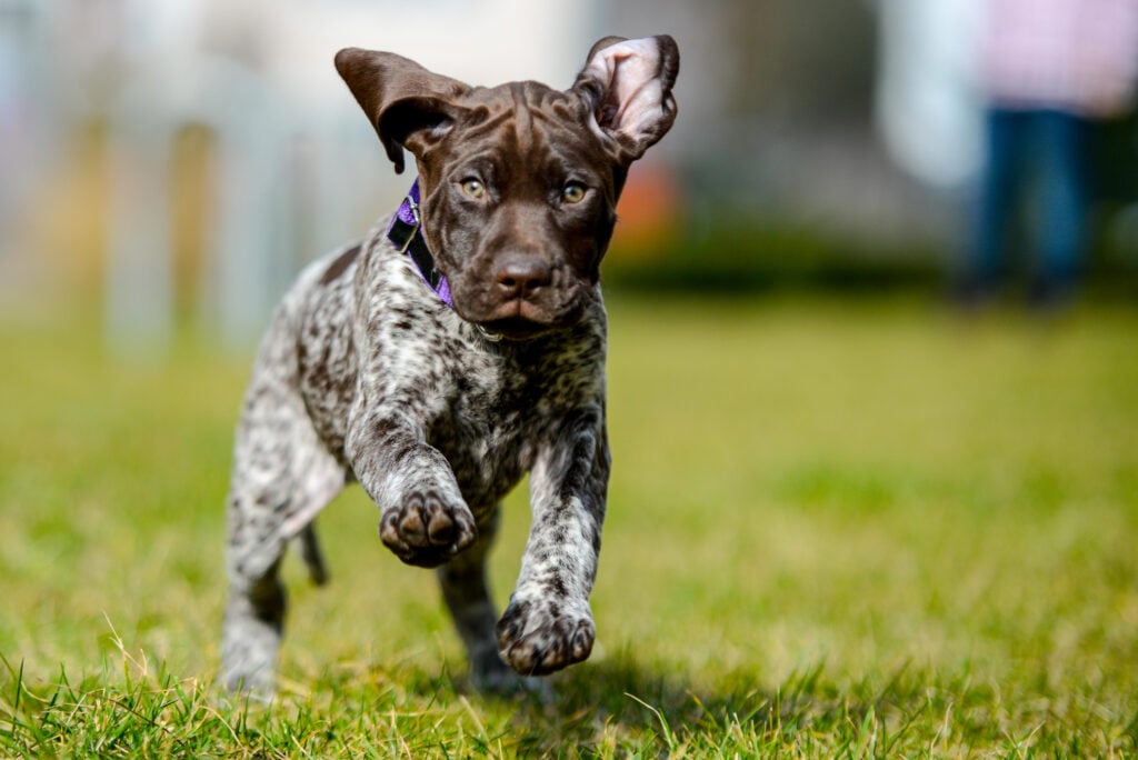 German Shorthaired Pointer puppy running on the  grass.
