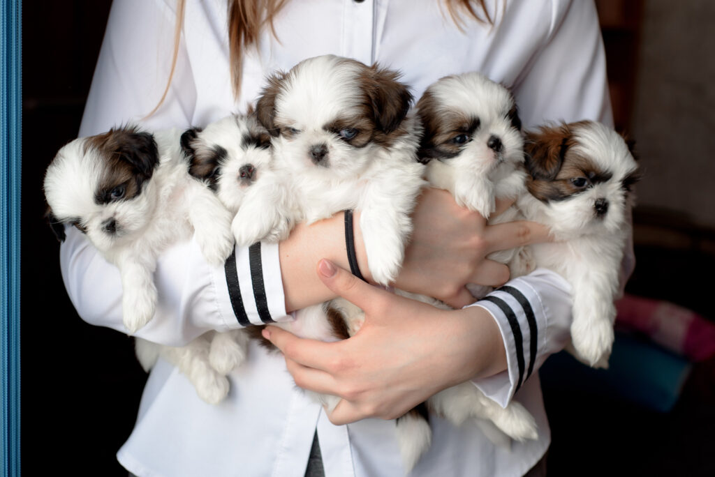 Adopt from a breeder or rescue. Litter dogs in the hands of the breeder. Little puppies.