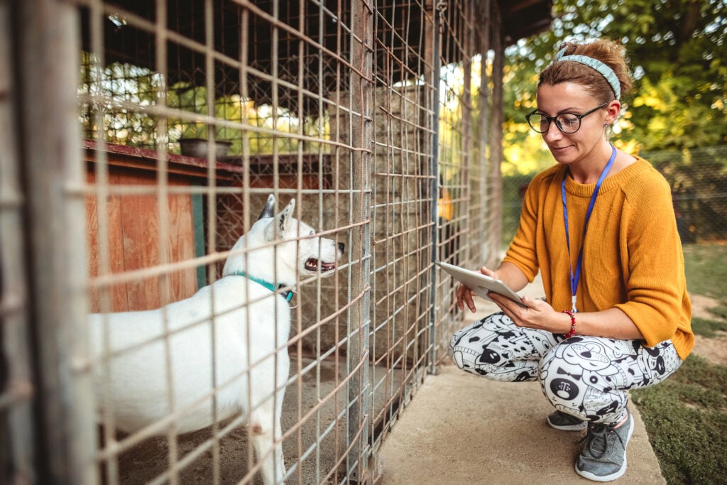 Adopt a new pet after pet loss. Young adult woman working and playing with adorable dogs in animal shelter