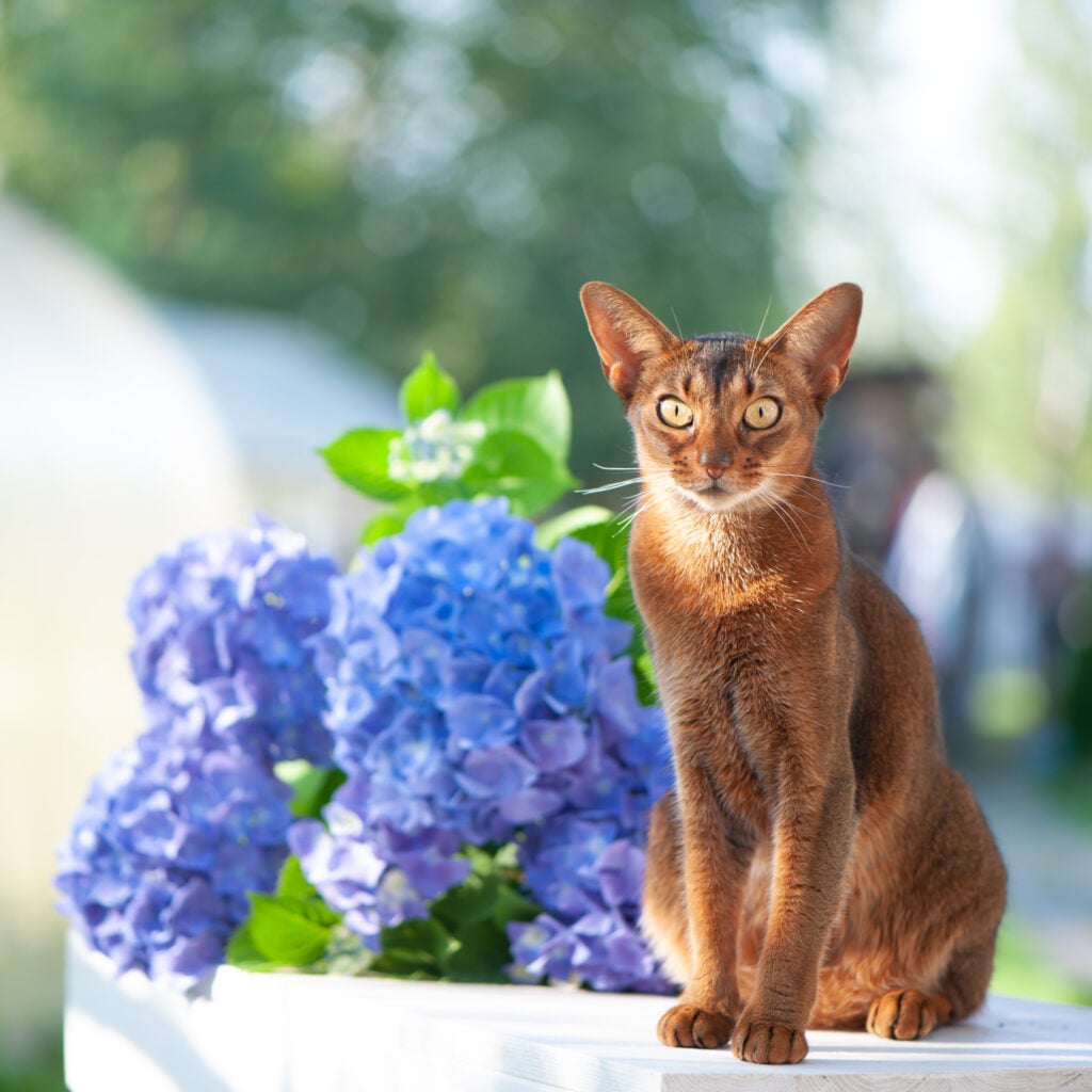 Abyssinian cat breed, sitting on a terrace with flowers blue hydrangea. High quality advertising stock photo. Pets walking in the summer