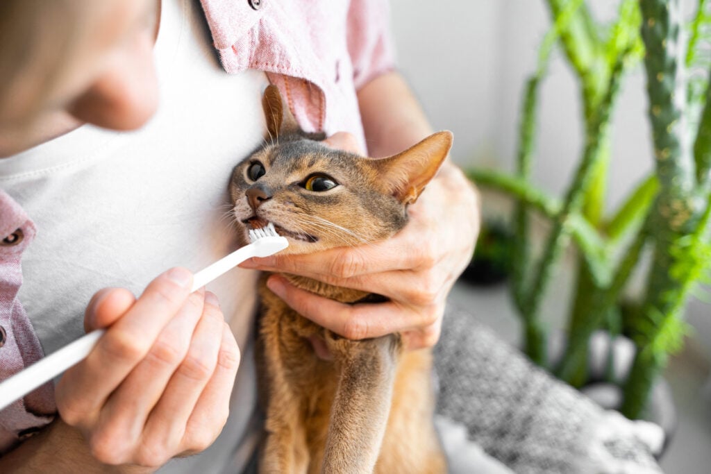 Caucasian white Man in a pink shirt and white t-shirt brushing Teeth with a white brush a cute blue Abyssinian cat breed.  