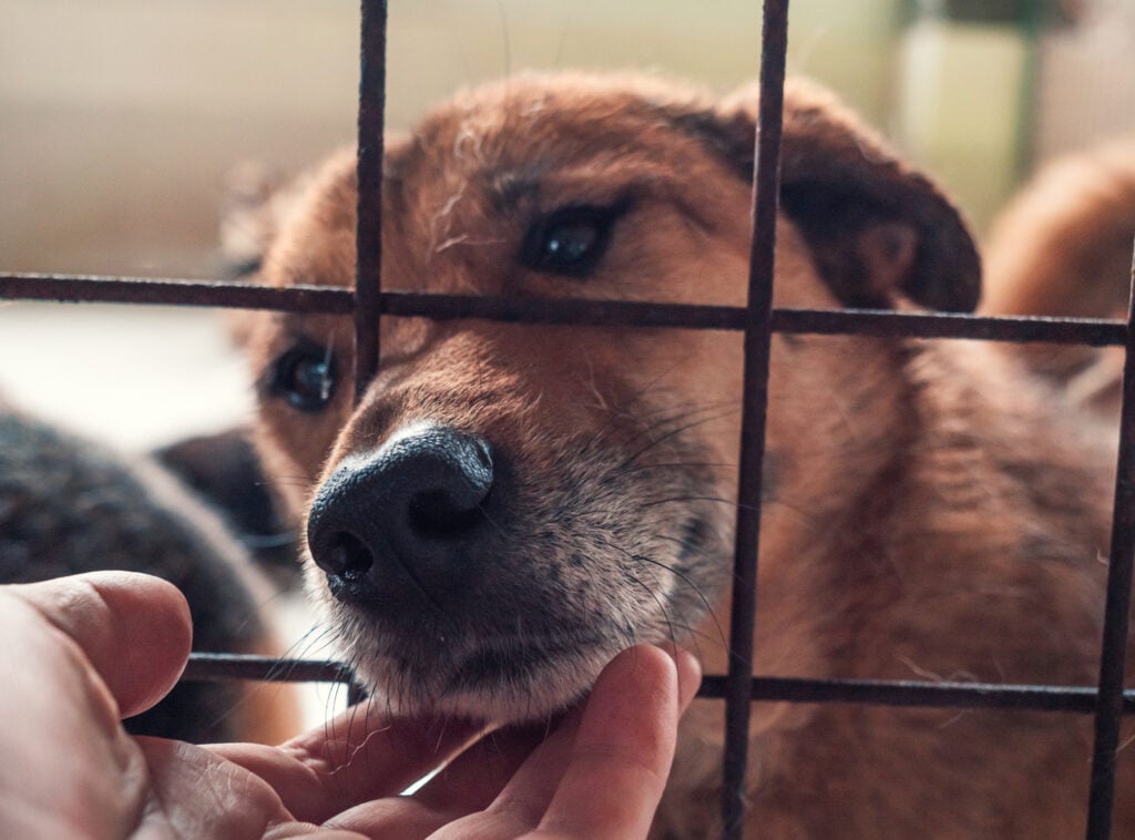 Adopt from a breeder or rescue. Portrait of lonely sad abandoned stray dog behind the fence at animal shelter. Best human's friend is waiting for a forever home. Animal rescue concept