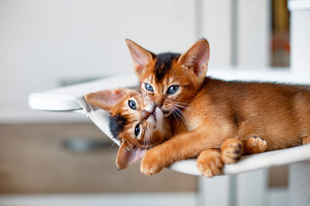 Abyssinian cat breed kittens playing, biting, licking each other. Red cats resting on hammock. Pets care. 