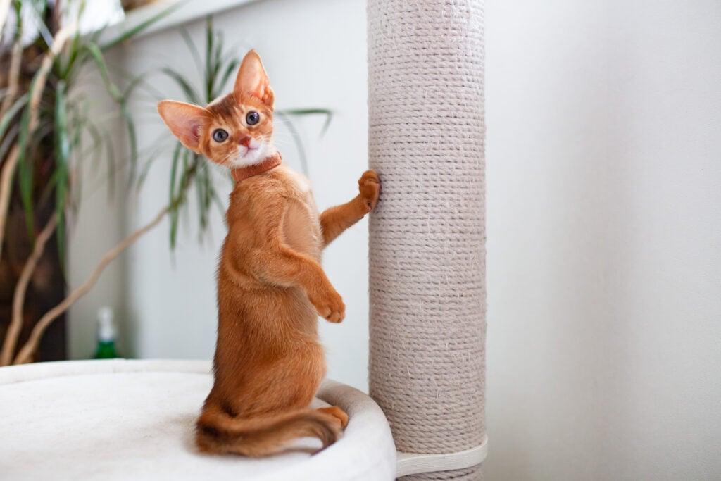 Abyssinian cat breed standing near white jute rope scratching post and looking at camera. Light minimalistic interior with green plants. 