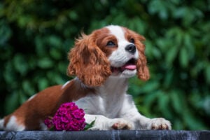A young dog of the Cavalier King Charles Spaniel dog breed, red and white, long-haired, lying and smiling joyfully, on a table with a pink flower outdoors on a jeans table