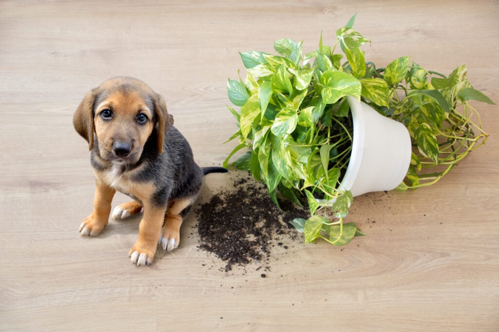 Mischievous toy dog and overthrown house plant indoors, the puppy blues