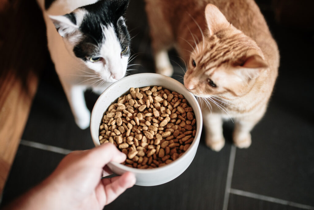 A large bowl with cat food, and two curious cats looking at it. nutrient-rich pet food