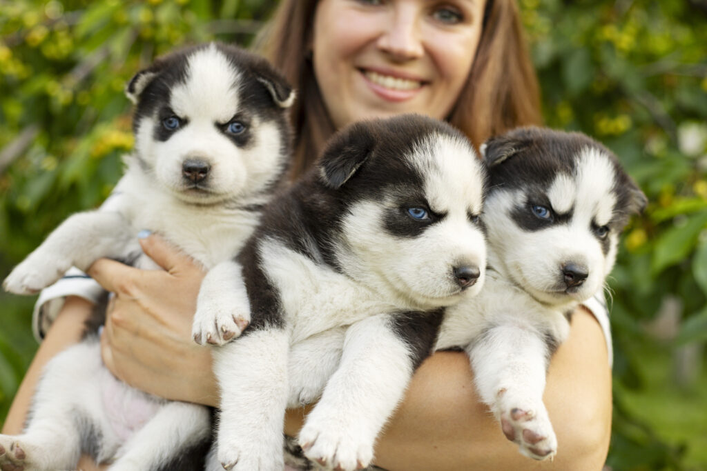 How to pick a reputable breeder. Woman holding three wonderful purebred husky puppies in her hands. Close up portrait of three small husky puppies.