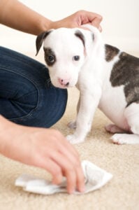 Puppy blues, Pit bull Puppie's first accident small DOF focused on the eyes
