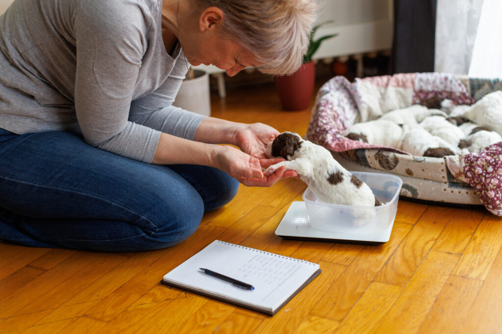 How to pick a reputable breeder. Female breeder measuring Lagotto Romagnolo puppies.