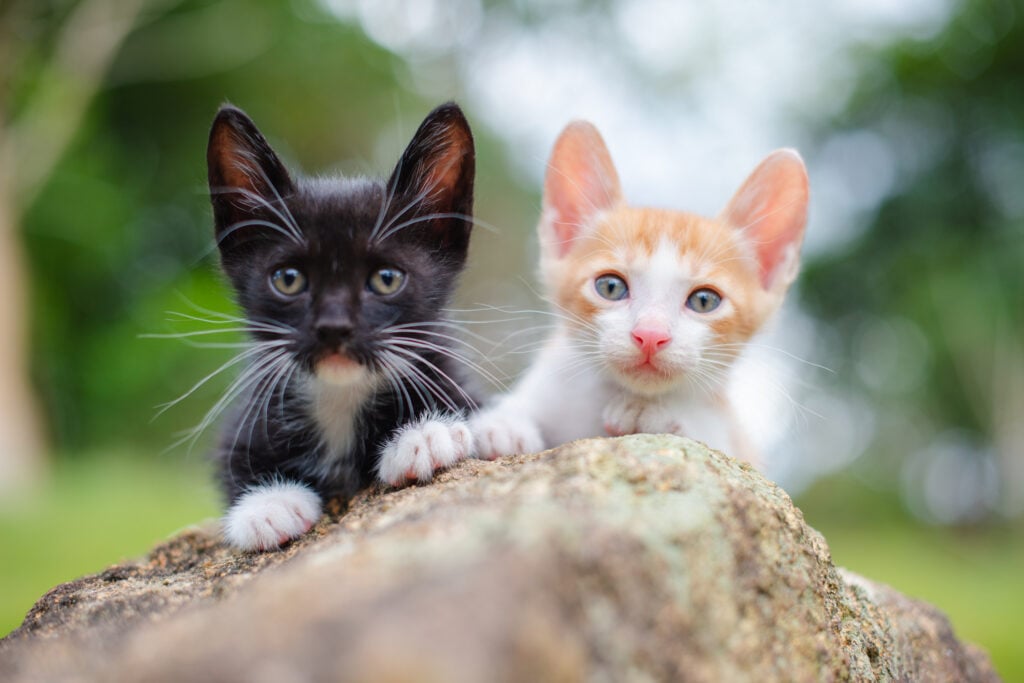 Adopt kittens in pairs. Two cute little cats on the stone.
