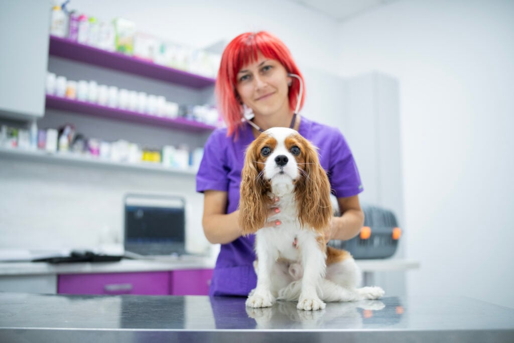 Portrait of cute Cavalier King Charles Spaniel dog with a vet doctor.She is examining the dog at the clinic. Cavalier King Charles Spaniel dog breed