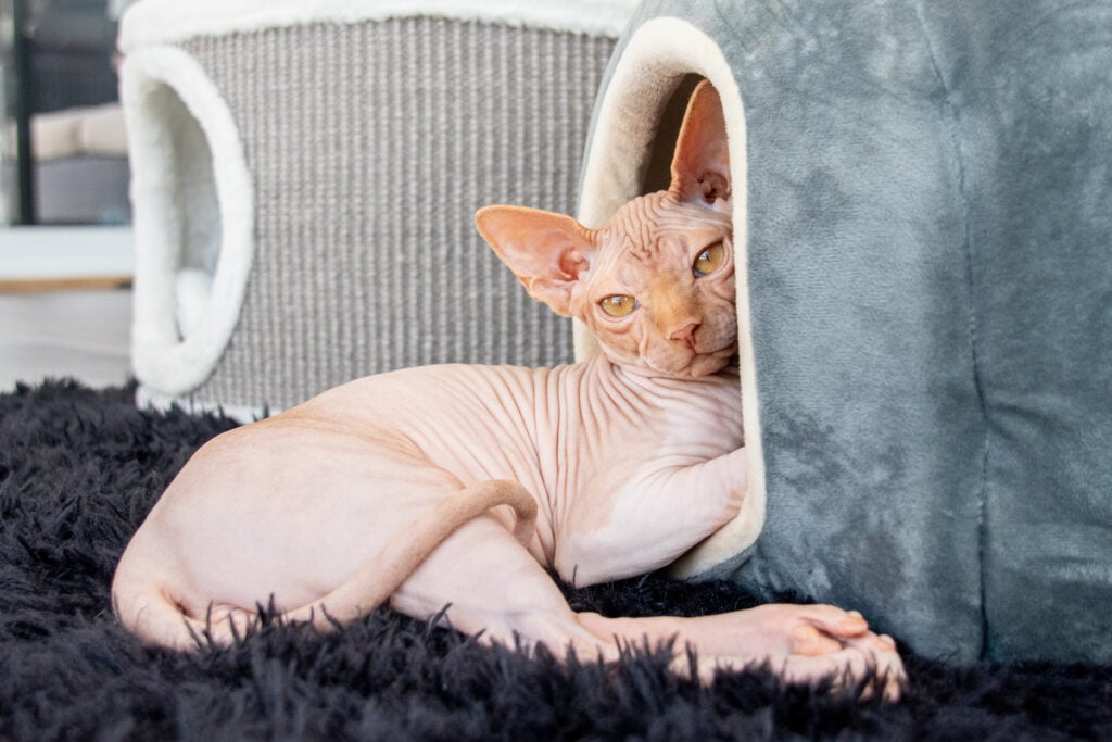 Sphynx cat breed, adorable pink ginger sphynx hairless cat 4 month