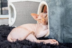 Sphynx cat breed, adorable pink ginger sphynx hairless cat 4 month