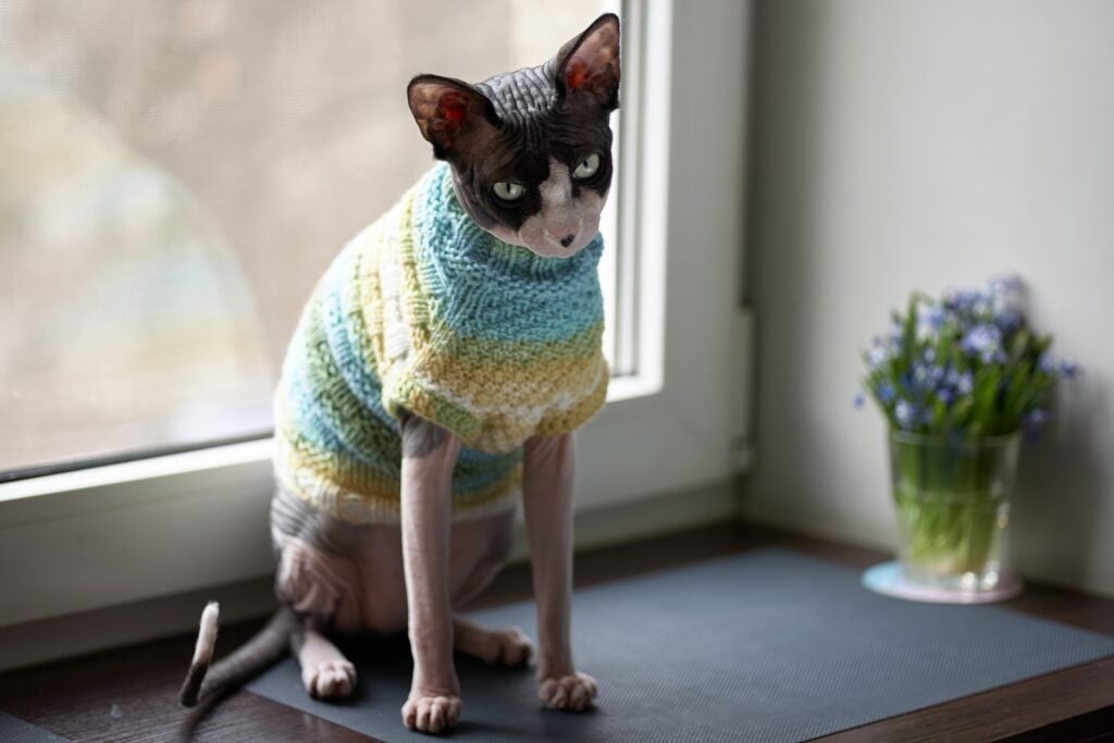 Sphynx cat breed, Portrait of a Canadian Sphynx cat wearing sweater sitting on the window