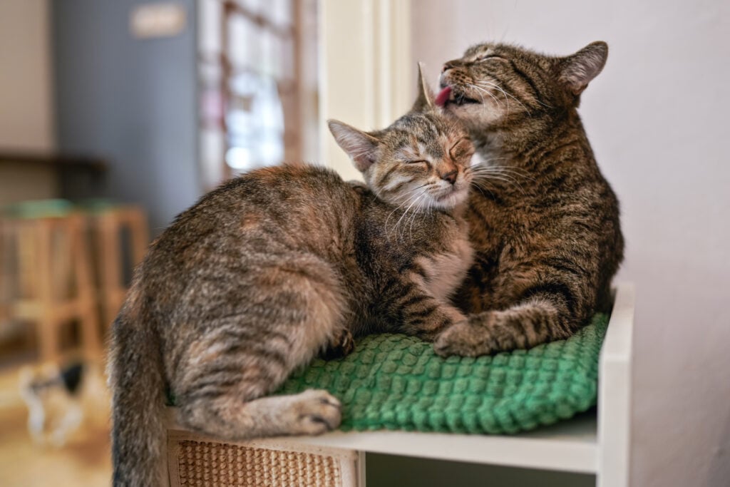 Adopt kittens in pairs. Two cats close together, looks like lovers, one is licking another fur with eyes closed