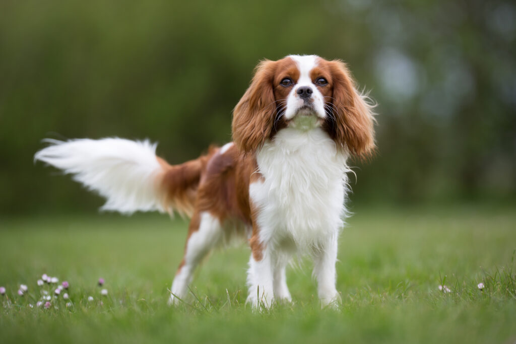 Cavalier King Charles Spaniel dog breed.
A purebred Cavalier King Charles Spaniel dog without leash outdoors in the nature on a sunny day.