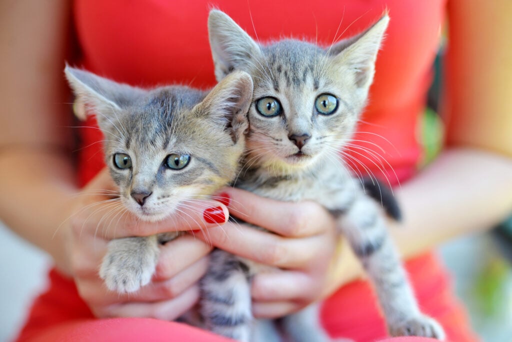 cat, animal, kitten, cute, pet, domestic, feline, kitty, mammal, beautiful, portrait, funny, white, relax, happy, young, resting, pets, love, close, comfortable, Kitten in Woman Hands, Two kittens. Adopt kittens in pairs