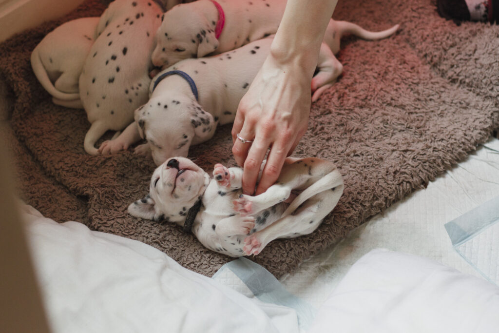 Dalmatian puppies are lying in their pet bed. one of the puppies is on his back as his owner is rubbing his belly.